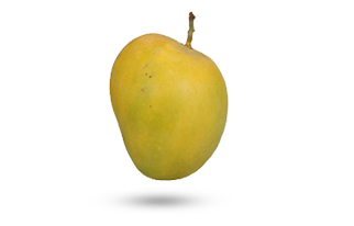 mango-1